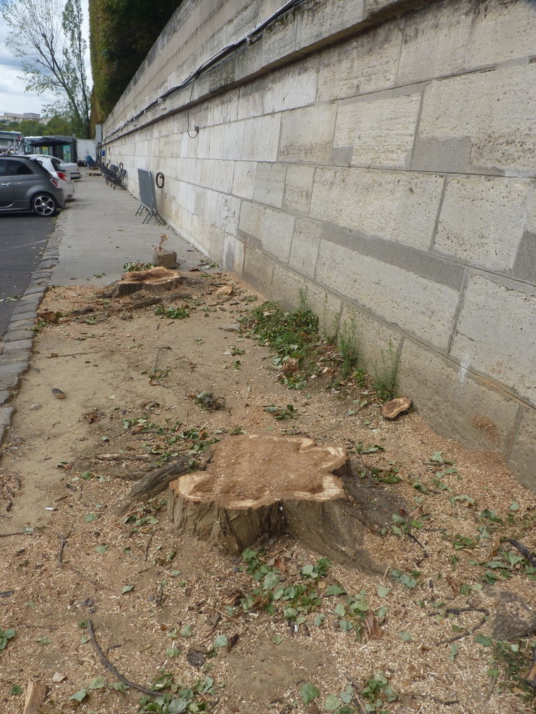 Souches de peupliers