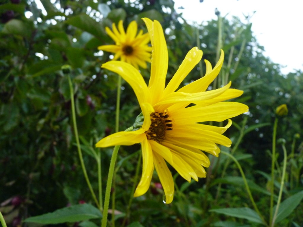 Helianthus decapetalus