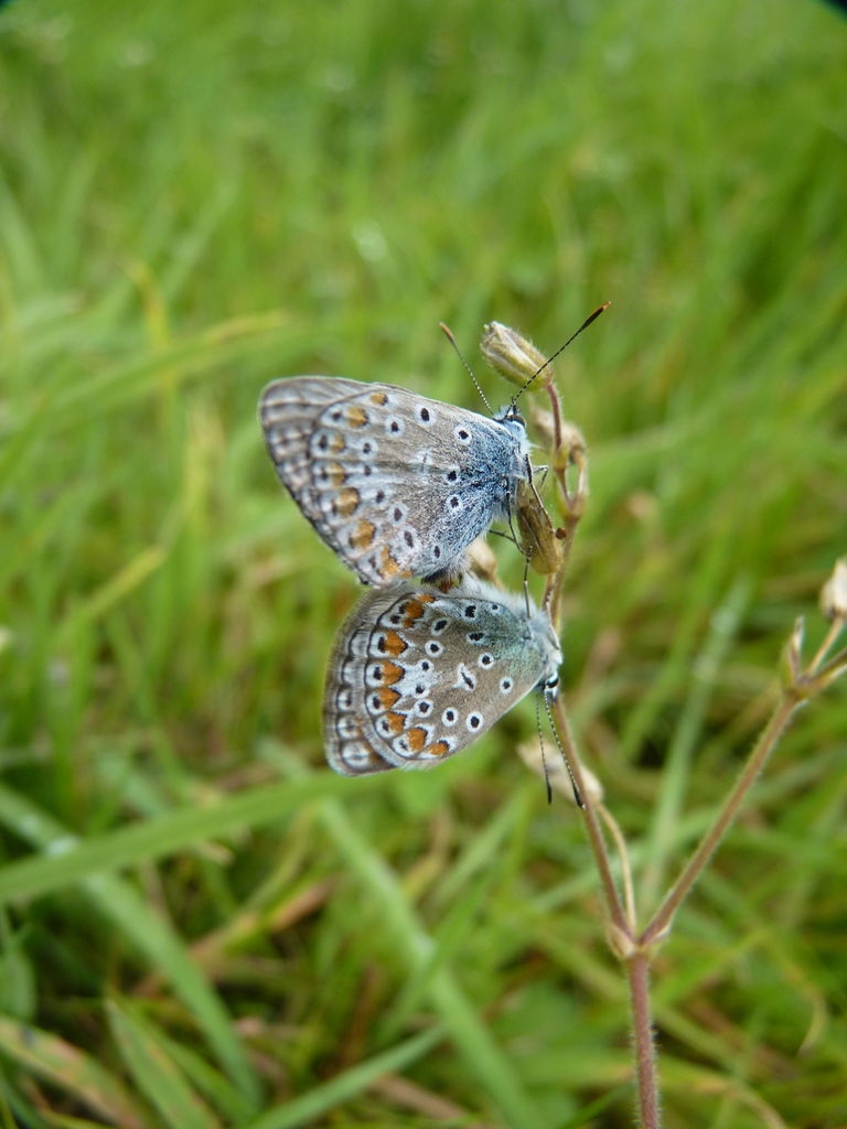 Argus bleu
