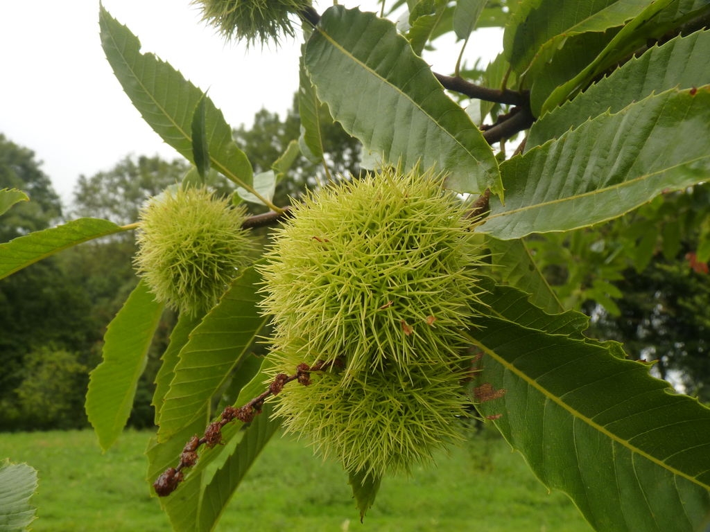 Bogue de châtaigne.