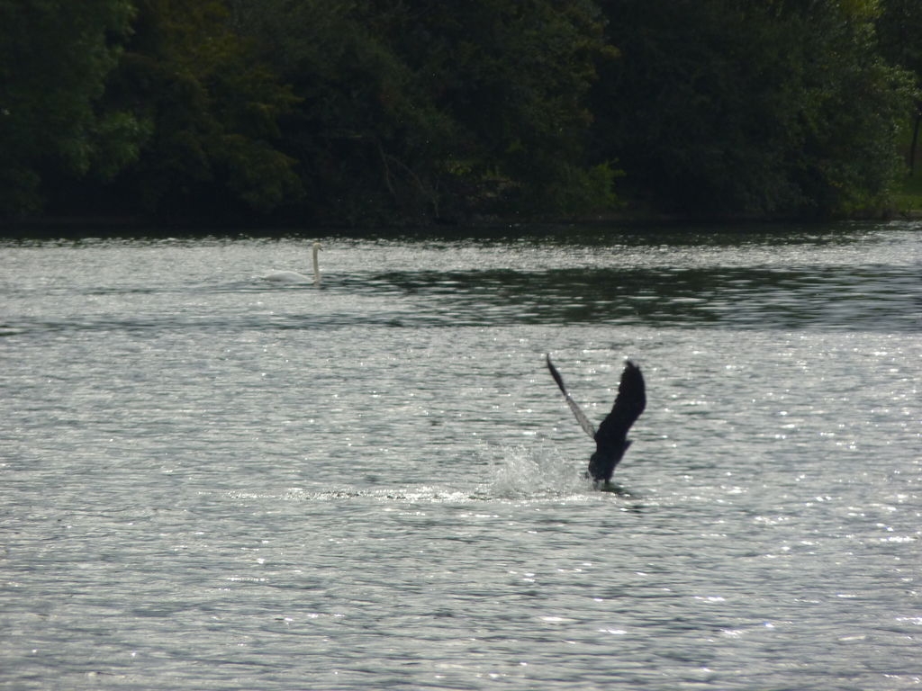 Envol de cormoran