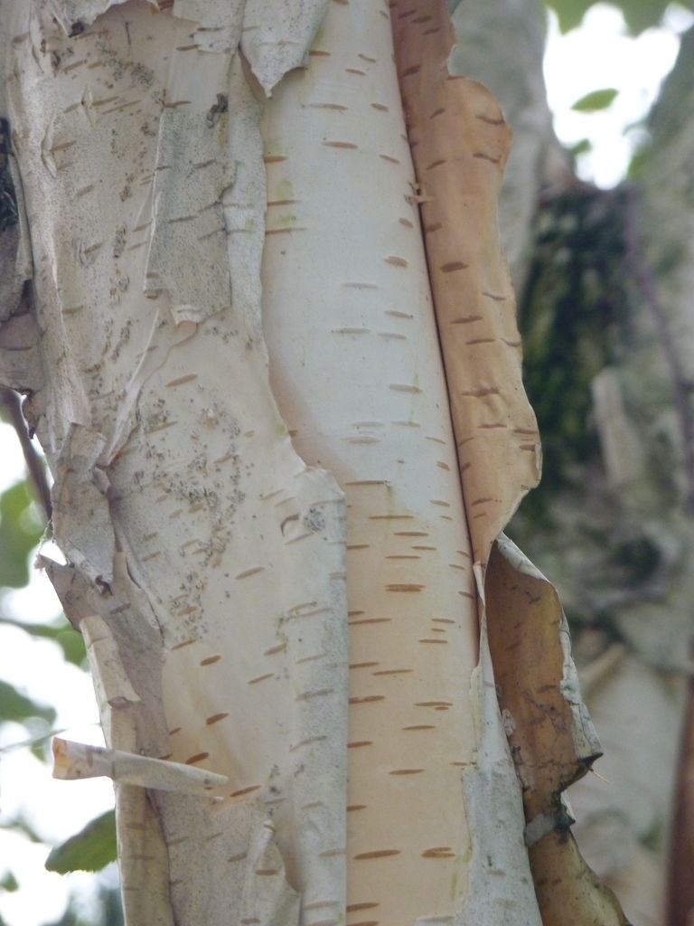 Tronc de bouleau.
