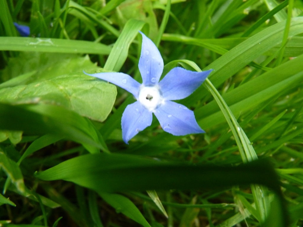 Corolle de bourrache.