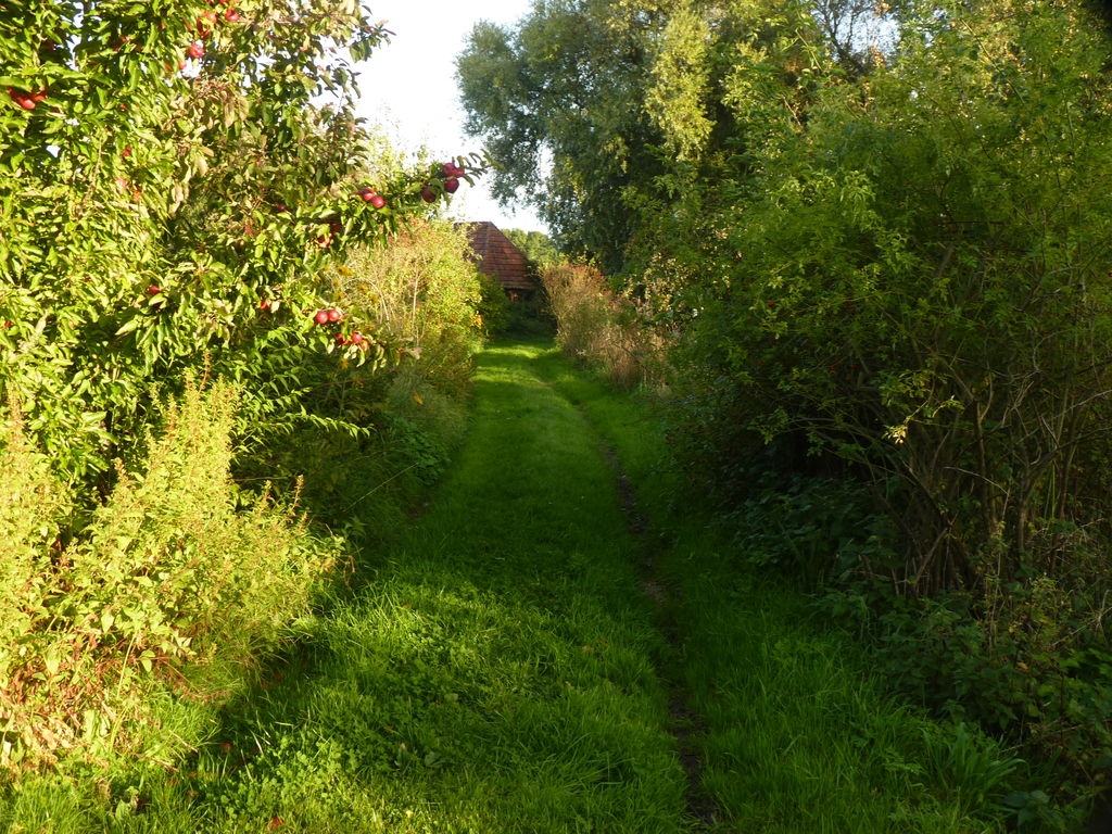 L'allée de notre verger.