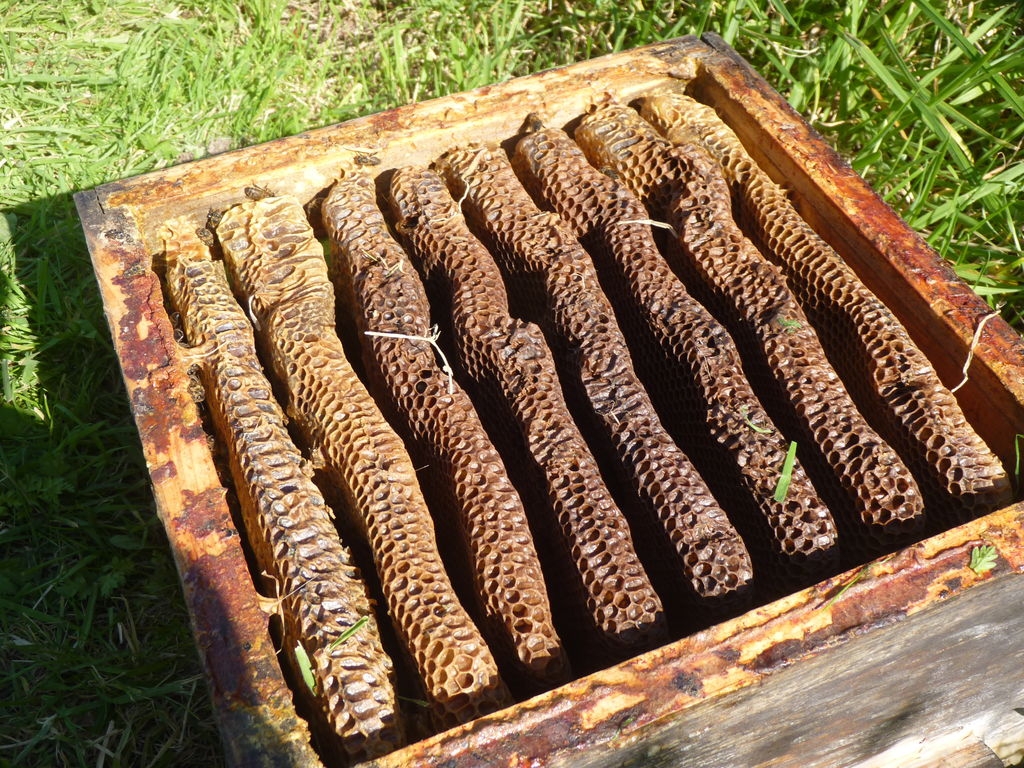 Élément de ruche Warré plein de miel.