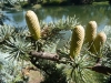 Bourgeons de cèdre