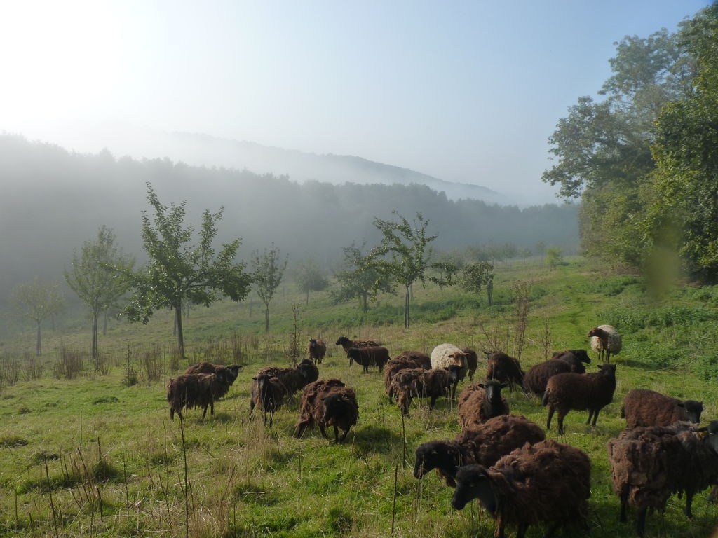 Brume matinale dans notre verger.