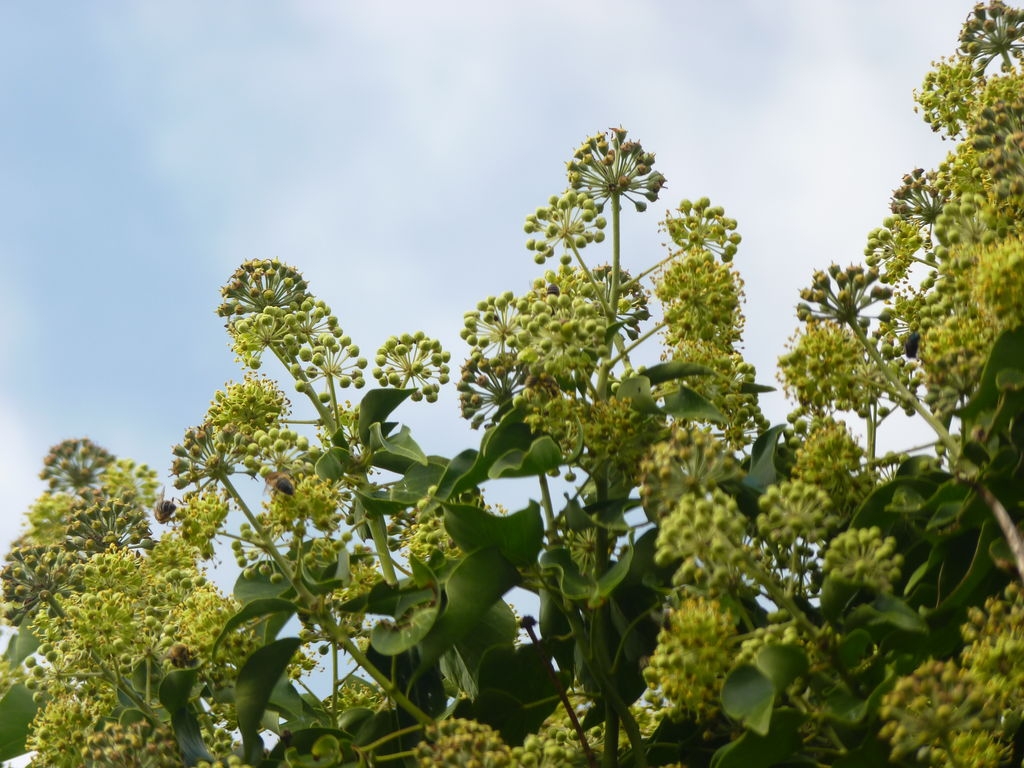 Insectes butinant des fleurs de lierre