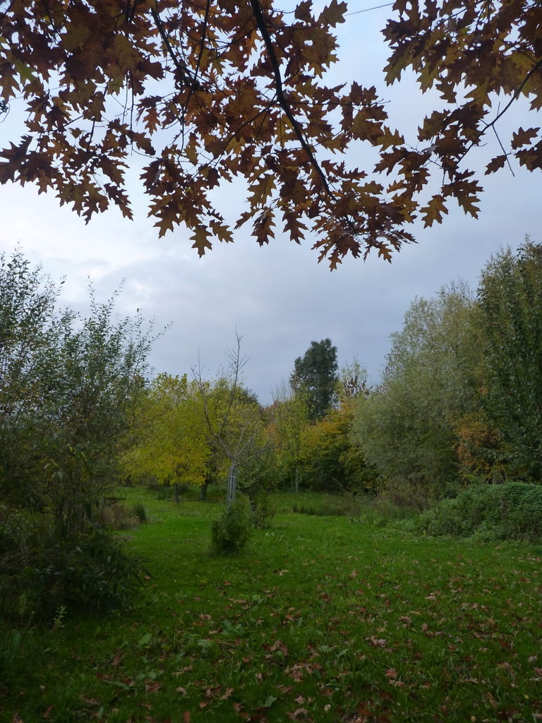 Couleurs d'automne dans notre verger