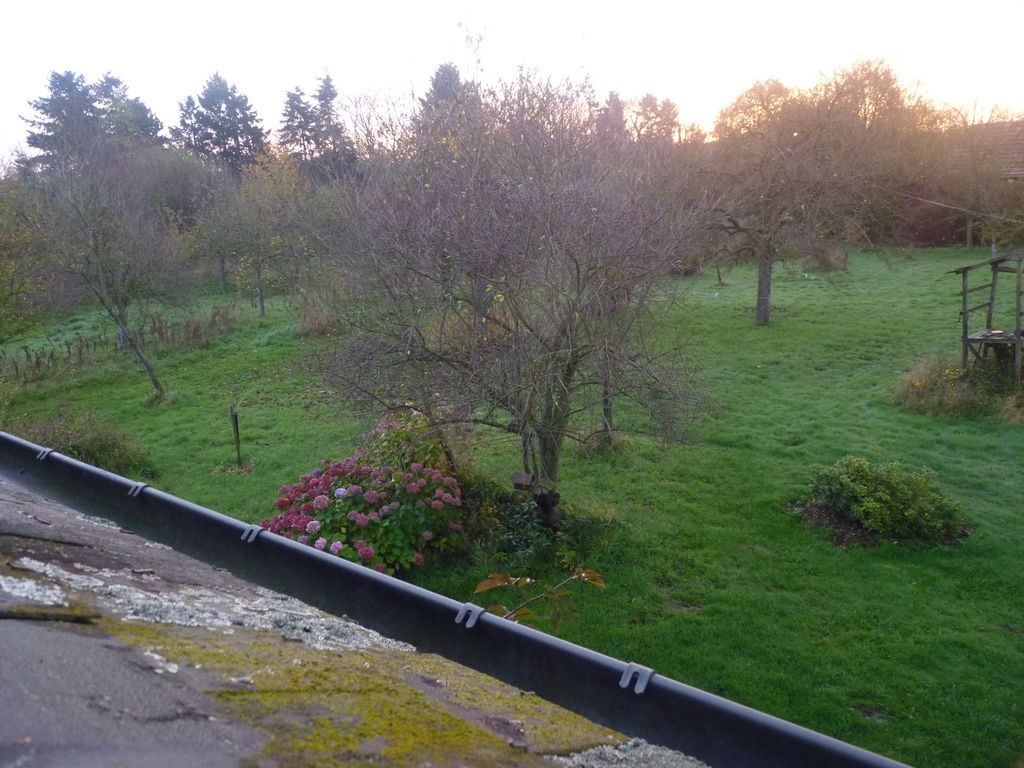 Le matin dans notre verger