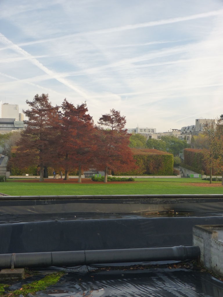 Cyprès chauves au Parc André-Citroën