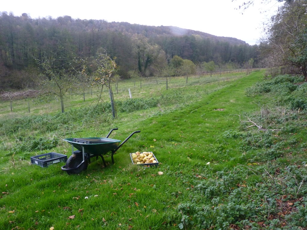Récolte de pommes dans notre verger