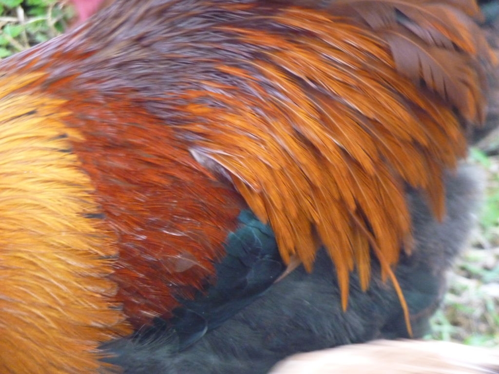 Plumage de coq Marans froment