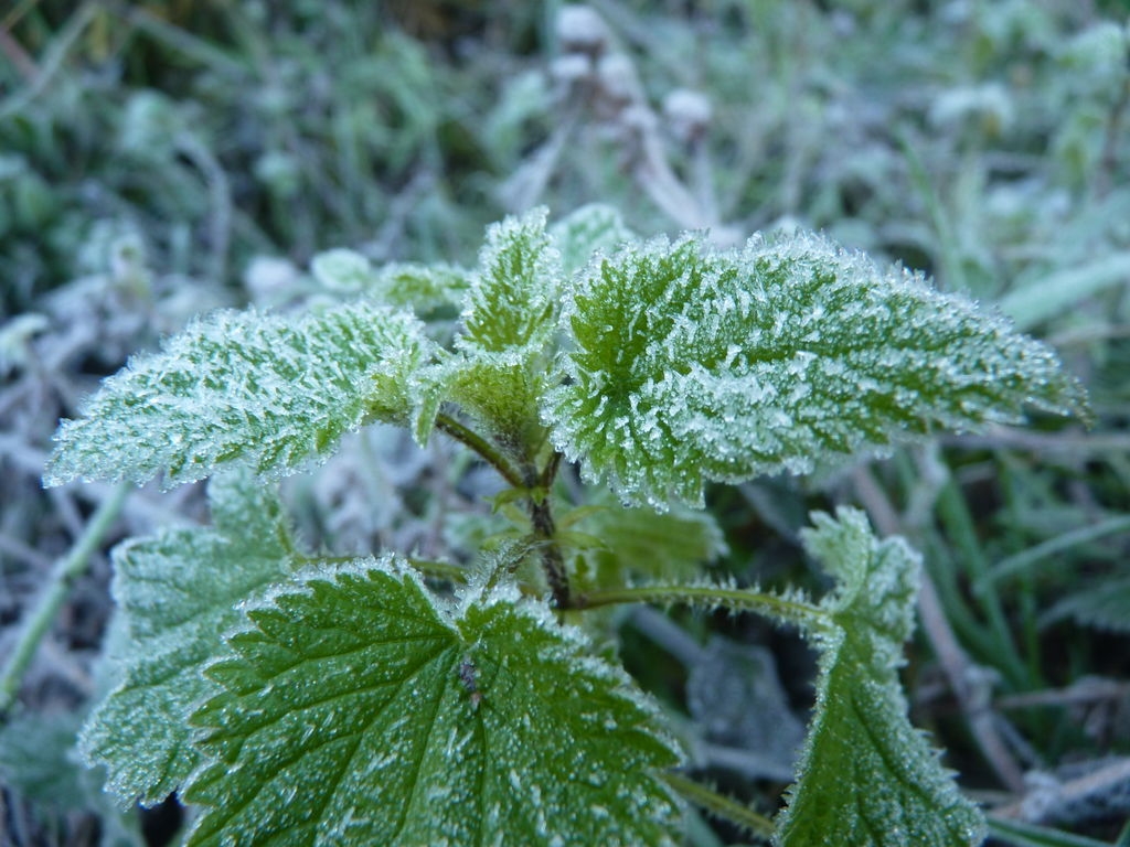Gelée blanche sur une ortie