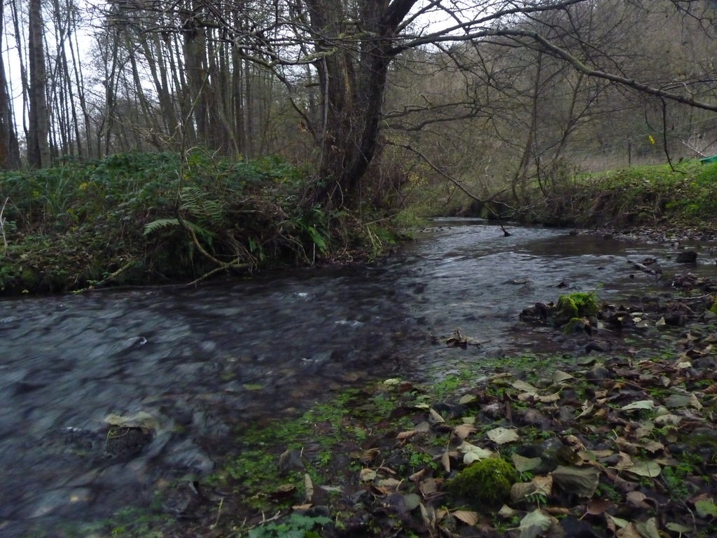 La Corbie dans notre verger