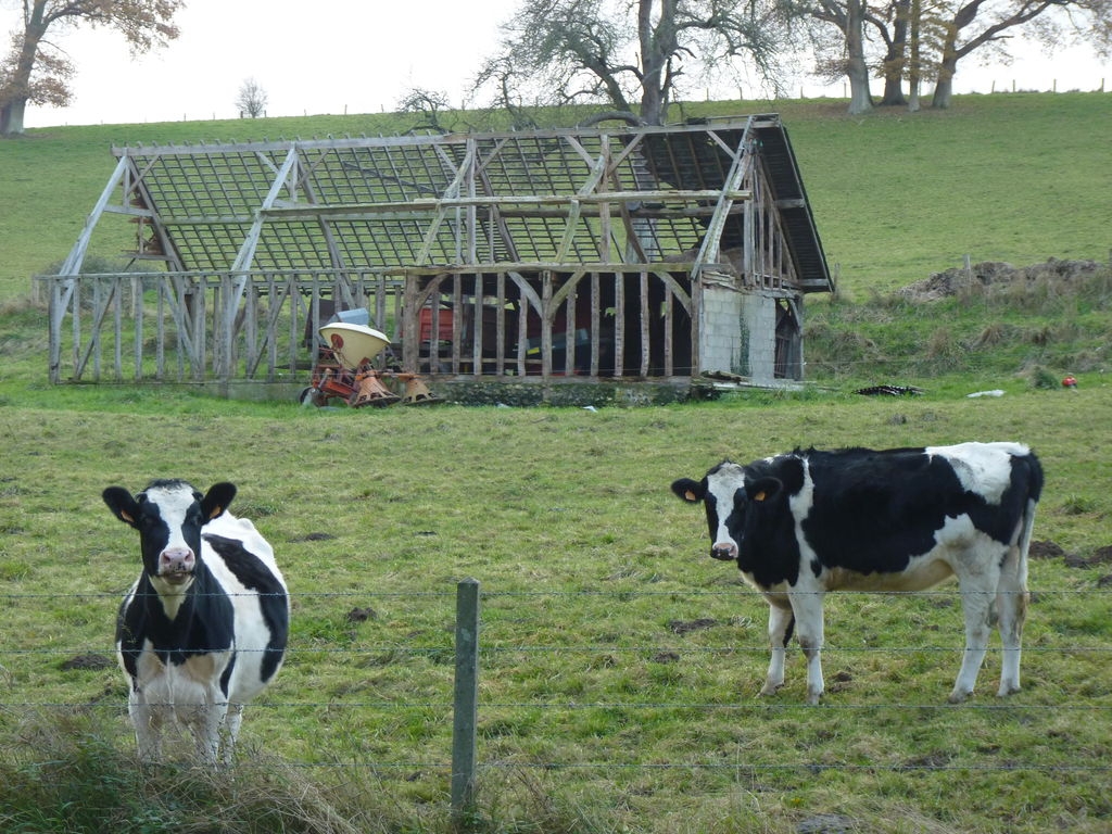 Vaches Prim'Holstein devant un squelette de grange à pans de bois