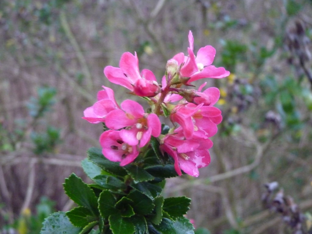 Fleurs d'escallonia