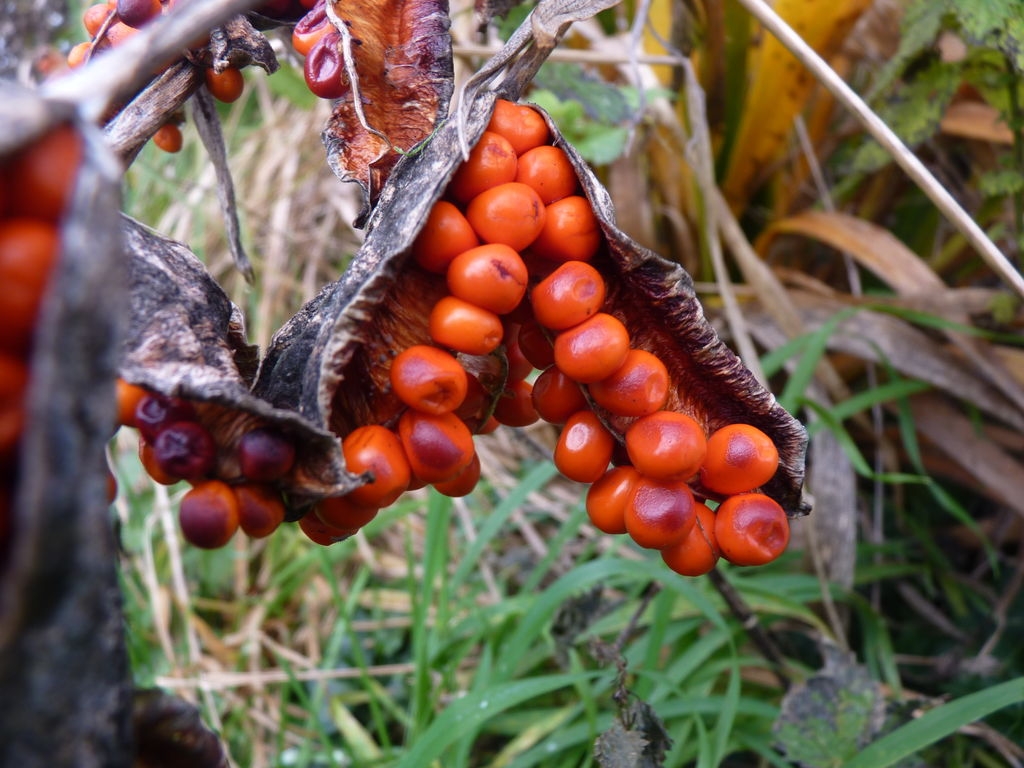 Graines d'iris à bulbe