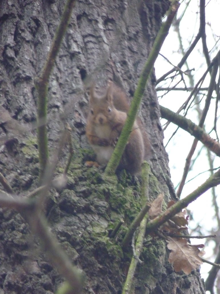 Écureuil roux