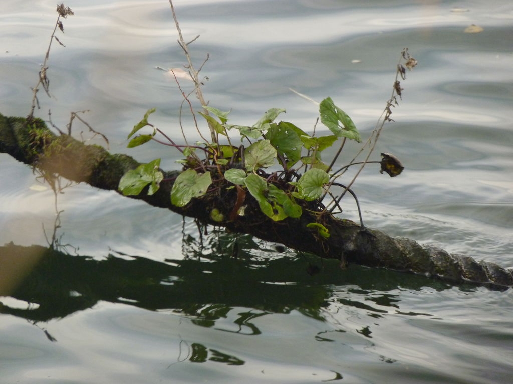 Aussière végétalisée