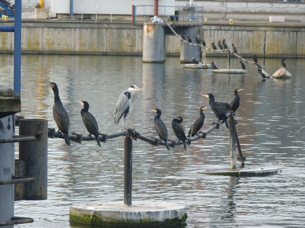 Héron cendré et grands cormorans