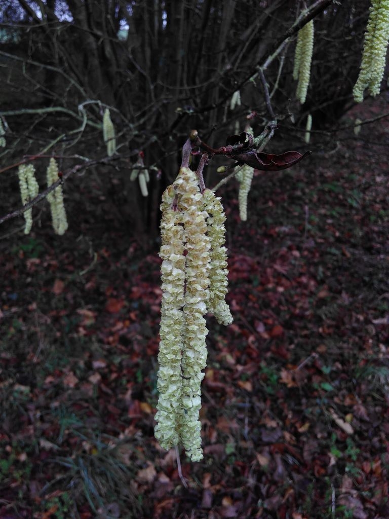 Chatons de noisetier