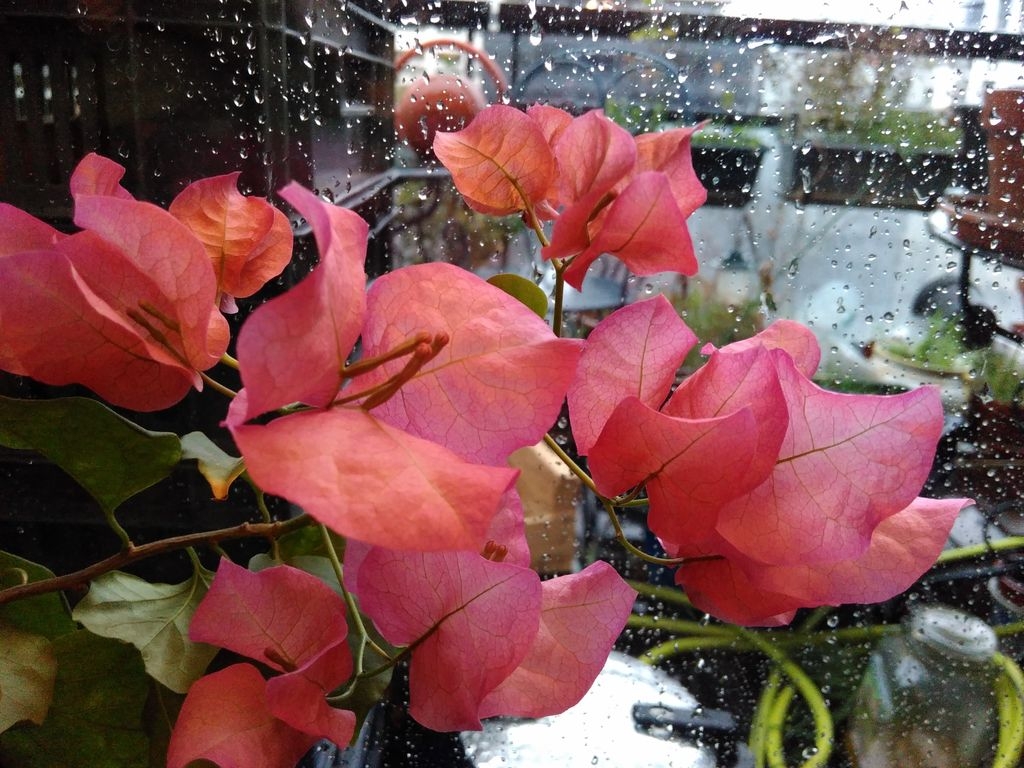 Bractées de bougainvillier