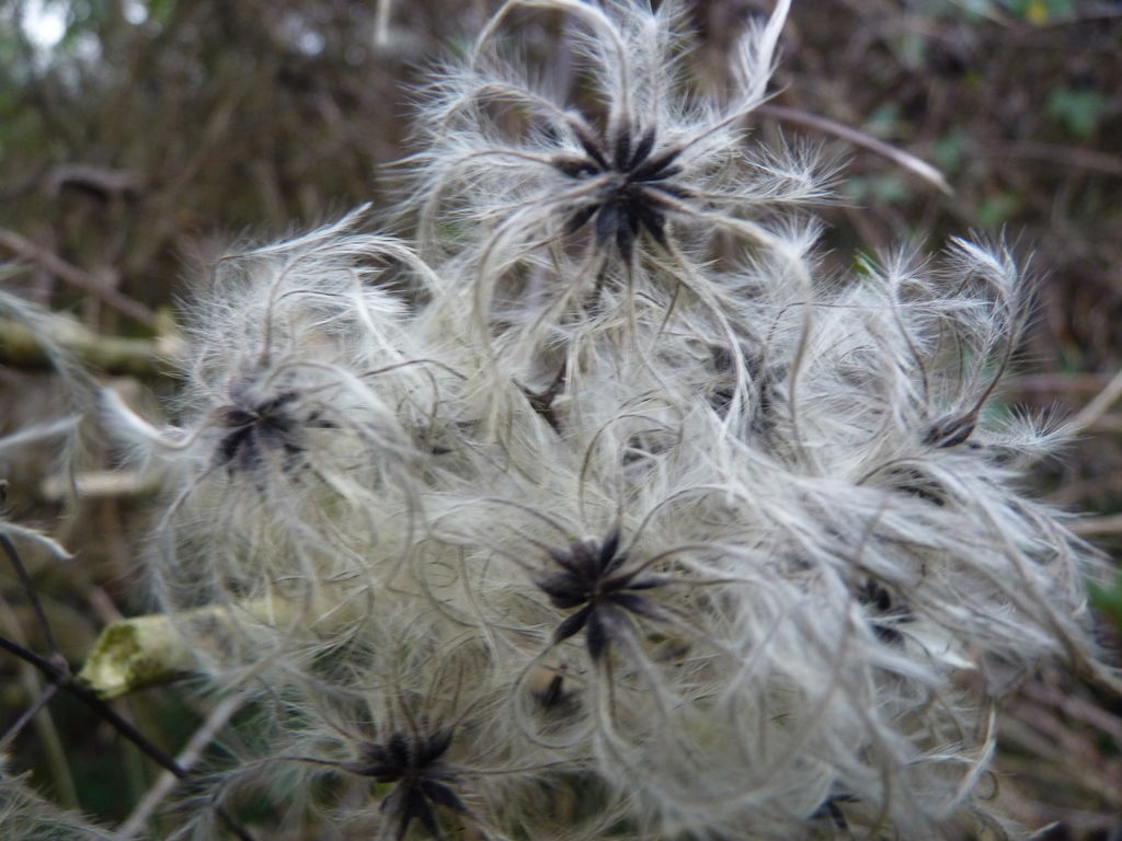 Clématite des haies