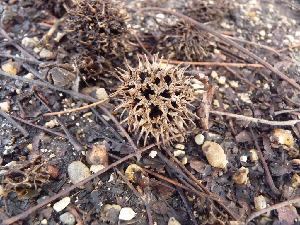 Fruits de liquidambar