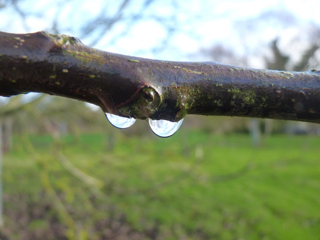 Gouttes de pluie sur une branche de noyer
