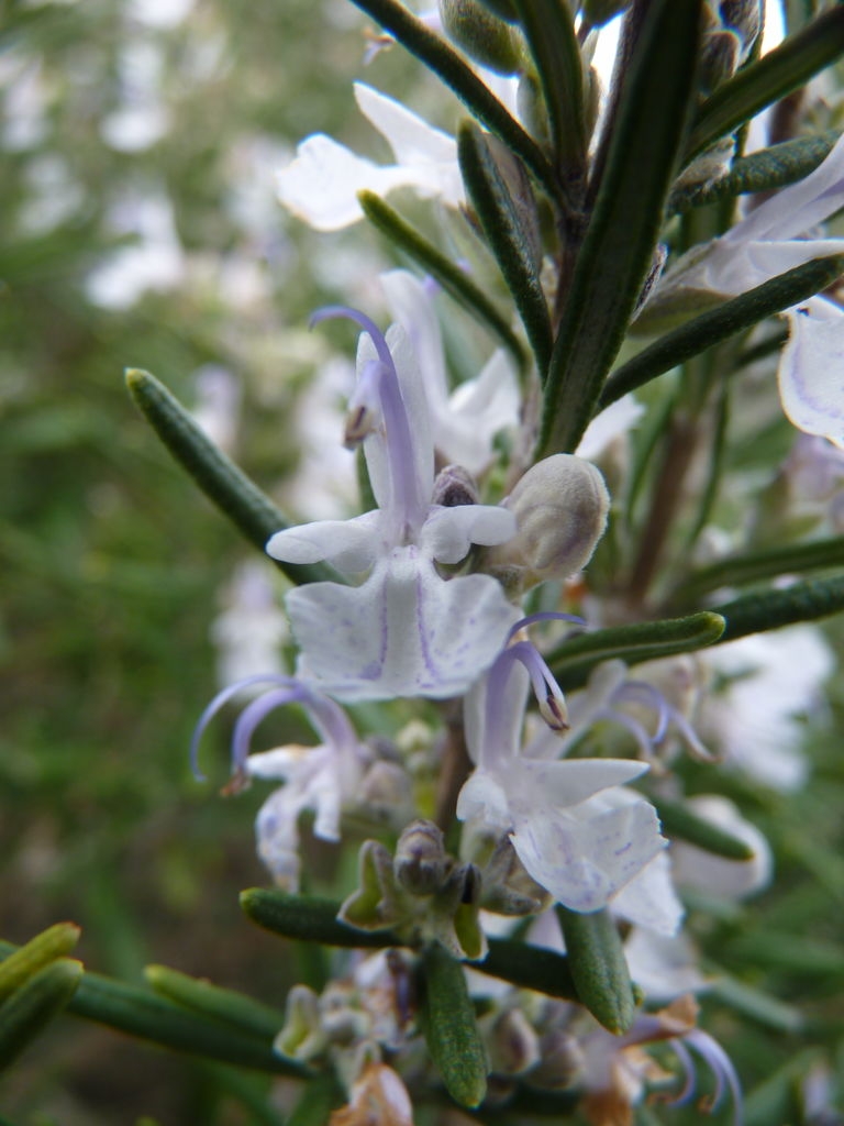 Fleur de romarin