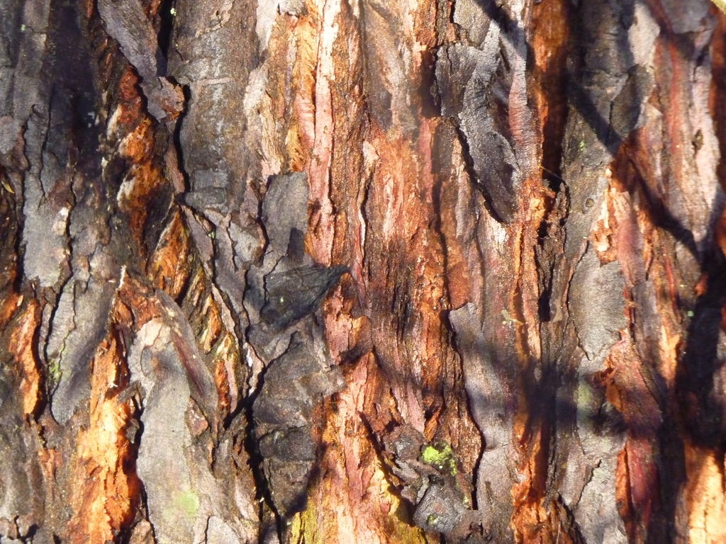 Tronc de séquoia géant