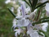 Fleur de romarin