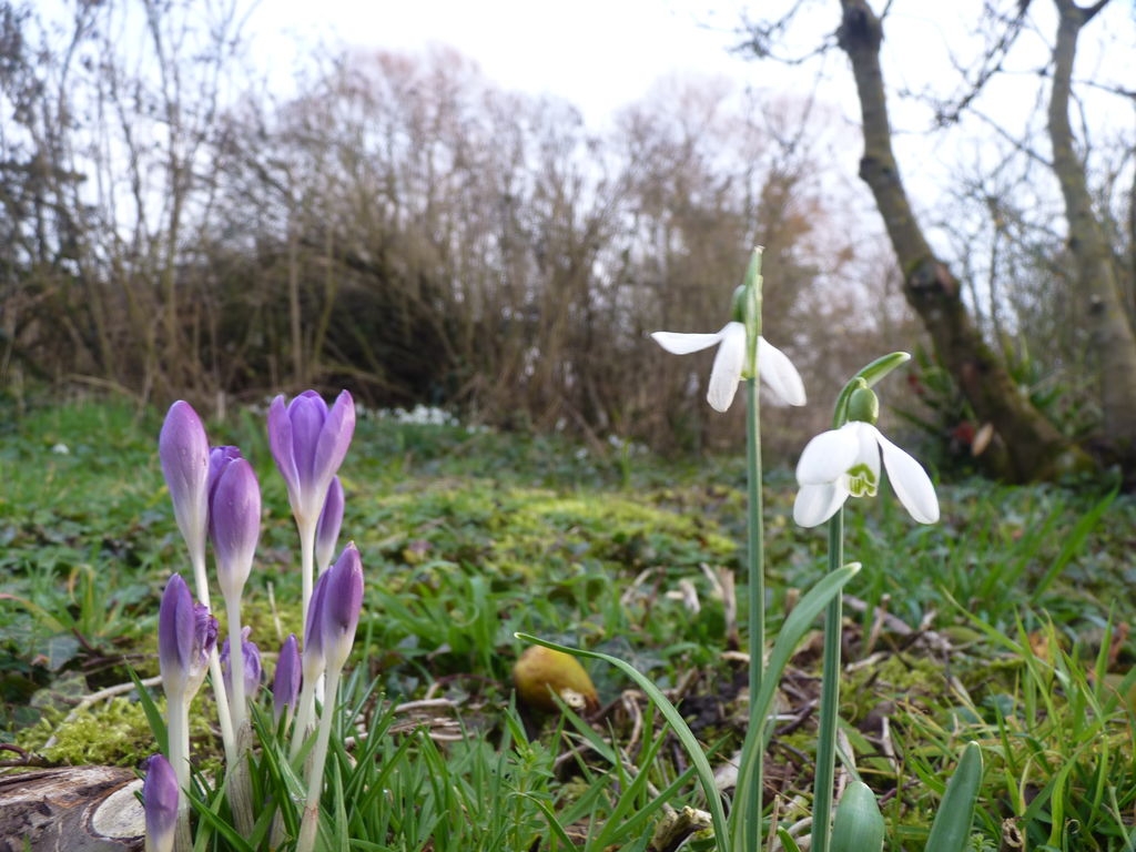 Crocus et perce-neiges