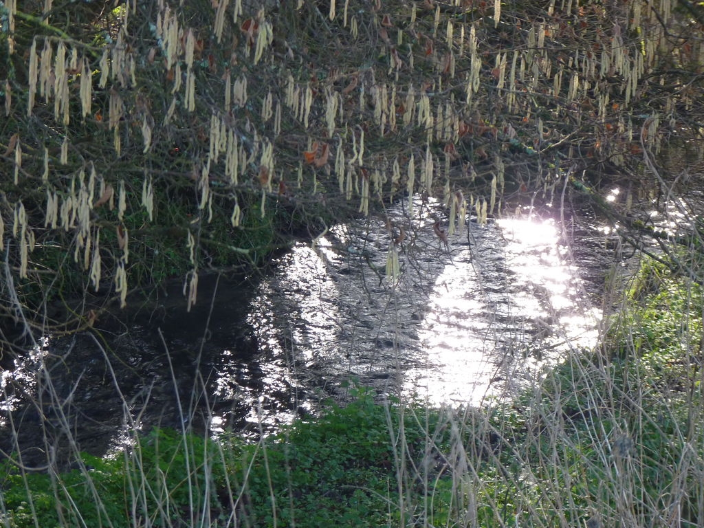 Chatons de noisetier