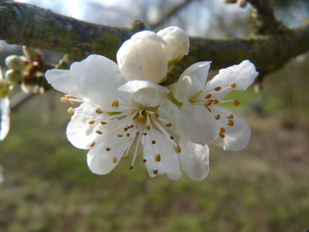 Fleurs de prunier