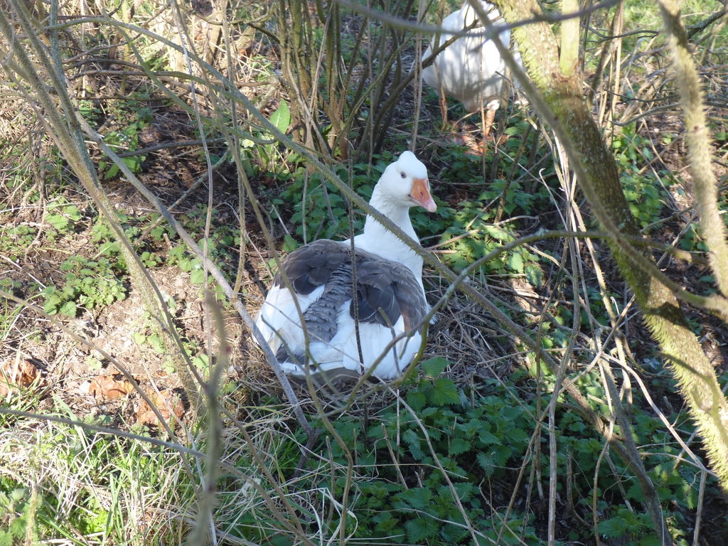 Oie de bavent sur son nid