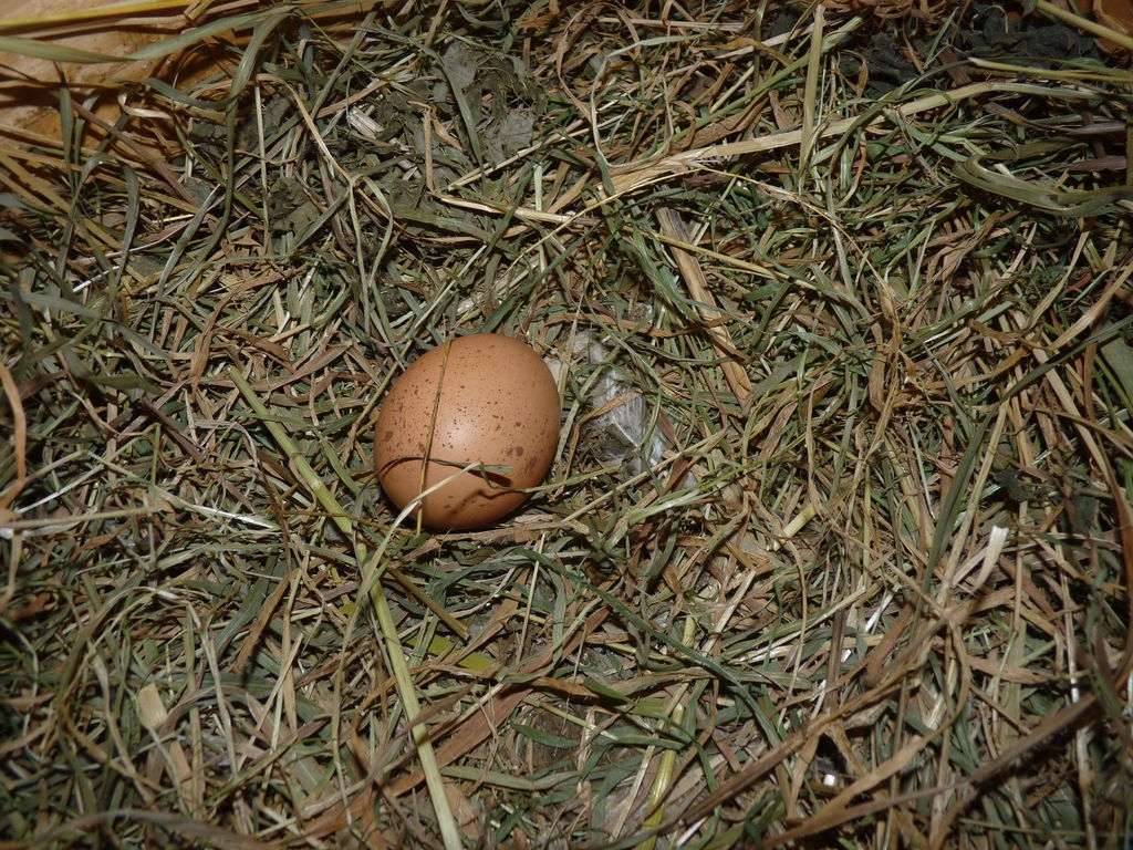 Un œuf de nos poules.