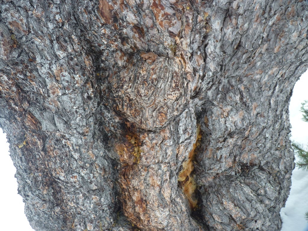 Pin à crochet multi-centenaire