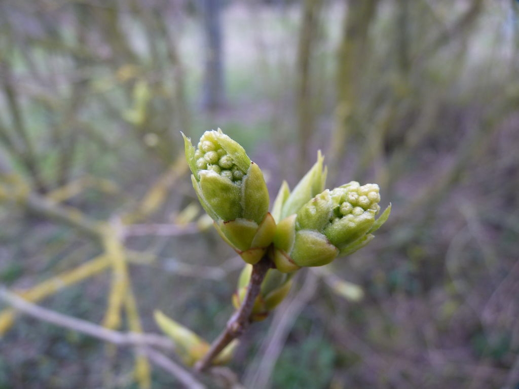 Bourgeons de lilas