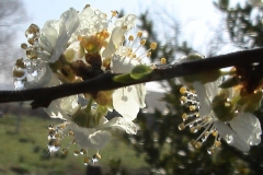 Première visite de printemps