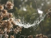 Toiles d\'araignées