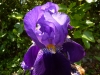 Mai 2012, Iris