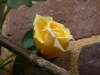 Mai 2012, Rose