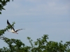 Mai 2012, Visite de cigogne au Hameau Morel