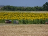 Ruches et champ de tournesol près de l'Aiguillon sur Mer
